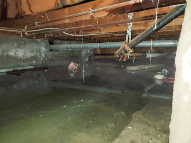 Best Water damage cleanup near me  in Brewster Heights, NY