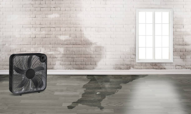 Best Water damage restoration near me  in Brewster Heights, NY